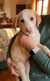 Cuccioli taglia piccola e media in adozione