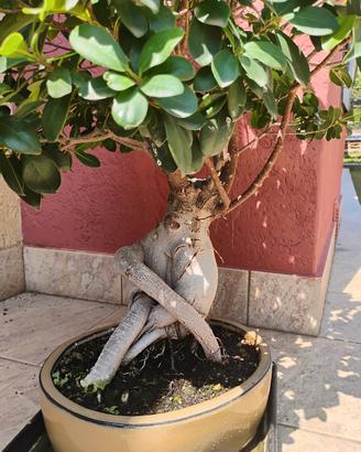 Bonsai 