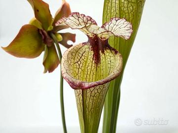 pianta carnivora sarracenia 'leah wilkerson'