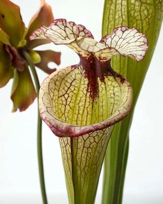 pianta carnivora sarracenia 'leah wilkerson'