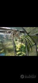 Orchidee