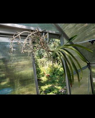 Orchidee