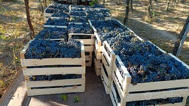 vigneto a bacca rossa Montepulciano 