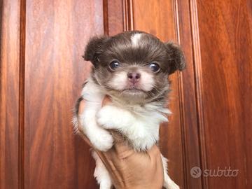 Chihuahua pelo lungo bianco lilac
