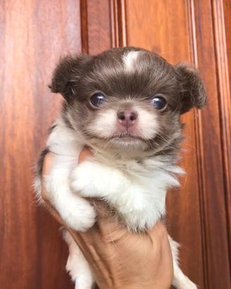 Chihuahua pelo lungo bianco lilac