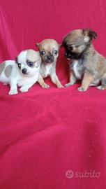 Chihuahua