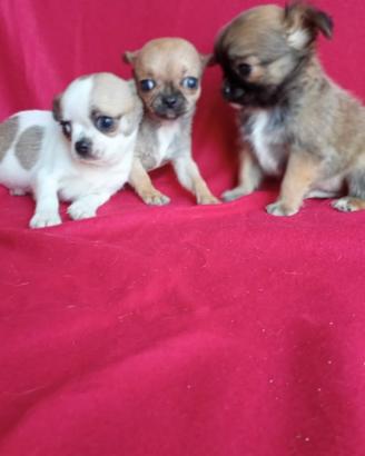 Chihuahua