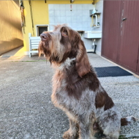 Cucciola spinone italiano