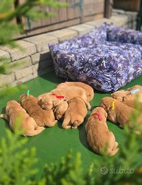 Golden retriever cuccioli 100% americani