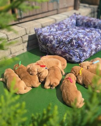 Golden retriever cuccioli 100% americani