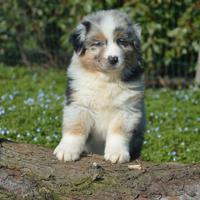 Cucciolotti australian shepherd