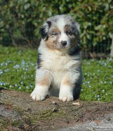Cucciolotti australian shepherd