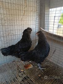 Galline Araucana inglese