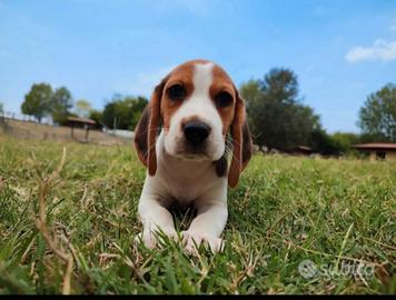 Beagle cuccioli tricolore
