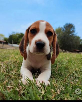 Beagle cuccioli tricolore