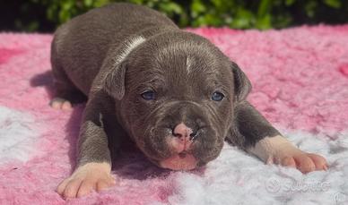 Cuccioli di Amstaff blue con pedigree ENCI