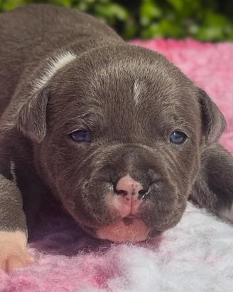 Cuccioli di Amstaff blue con pedigree ENCI
