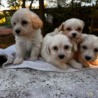 Cuccioli di Maltipoo