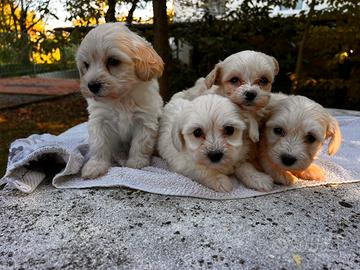Cuccioli di Maltipoo