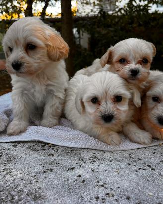 Cuccioli di Maltipoo