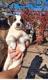 Cuccioli maschio e femmina disponibili