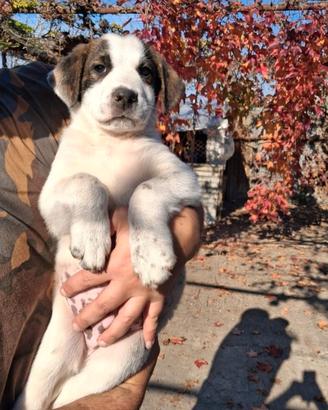 Cuccioli maschio e femmina disponibili