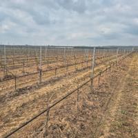 Terreno spalliera e pesche