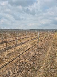 Terreno spalliera e pesche