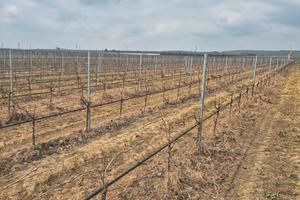 Terreno spalliera e pesche