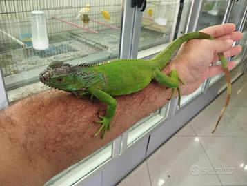 Iguana verde
