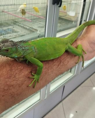 Iguana verde
