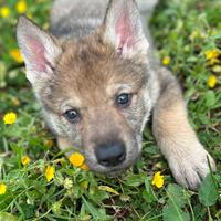 Cuccioli cane lupo cecoslovacco