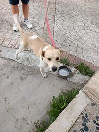 cane meticcio