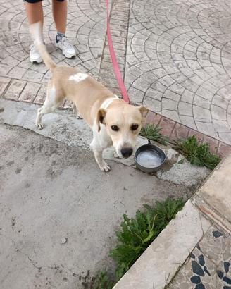 cane meticcio