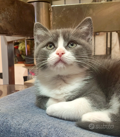 Dolcissimo micino Munchkin