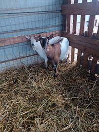 Coppia Capre nane tibetane originale