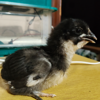 Pulcini australorp