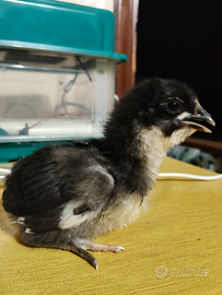 Pulcini australorp