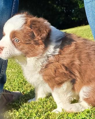 Border collie