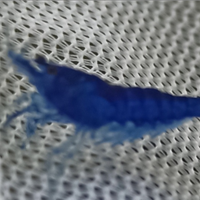 Caridina Davidi Blue sapphire