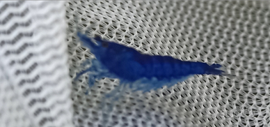 Caridina Davidi Blue sapphire