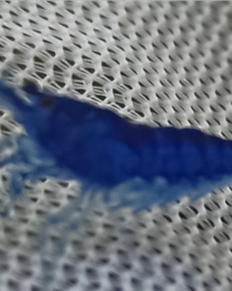 Caridina Davidi Blue sapphire