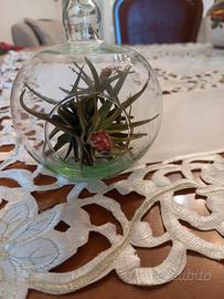 boccia in vetro con pianta di tillandsia 