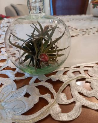 boccia in vetro con pianta di tillandsia 