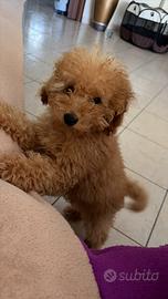 Barboncino toy 4 mesi