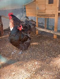 Gallo e galline Orpington