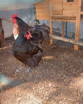 Gallo e galline Orpington