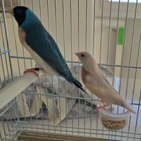 Coppia di Diamanti di Gould M/F