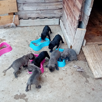 Cani corso disponibili dal 7 agosto
