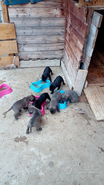 Cani corso disponibili dal 7 agosto